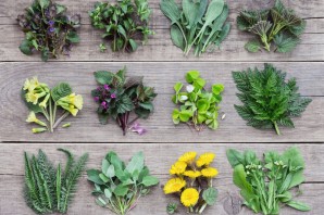 Виды съедобной травы