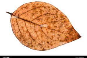 Тополиный лист осенью