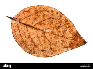 Тополиный лист осенью