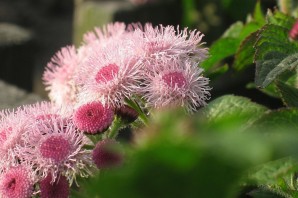 Цветок с пушистыми цветами