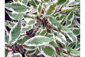 Куст с белыми листьями