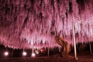 Очень редкие деревья