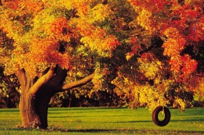 Золотая осень деревья