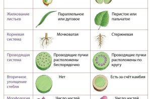 Двудольные растения примеры