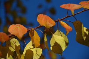 Желтые листья осины