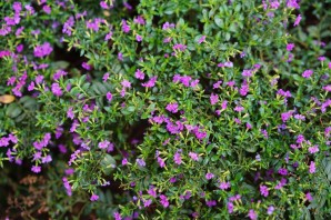 Небольшой сорняк с маленькими фиолетовыми цветочками