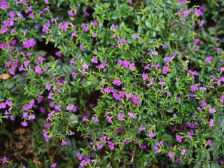 Небольшой сорняк с маленькими фиолетовыми цветочками