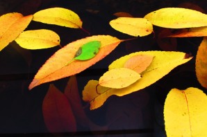 Осенние листья черемухи