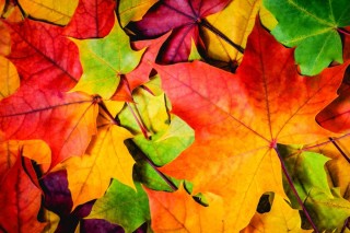 Осенние цветные листочки