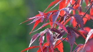 Бузина осенью листья