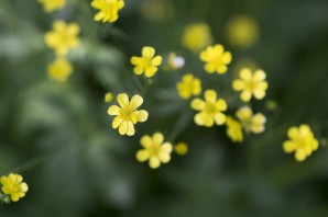 Желтые цветы маленькие травы