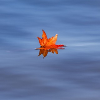 Кленовый лист в сапогах