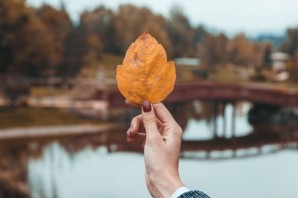 Желтый листочек