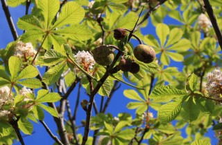 Плоды лесных деревьев