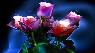 Ночные розы для любимой девушки