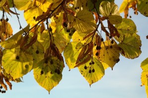 Липа цвет листьев осенью