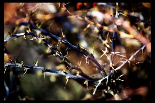 Колючий куст