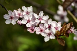 Листочки сакуры