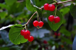 Красная ягода на дереве с косточкой