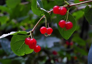 Красная ягода на дереве с косточкой