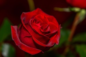 Бархатно красные розы