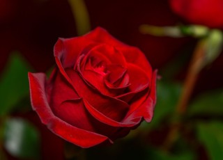 Бархатно красные розы