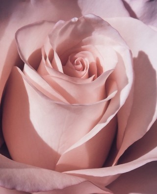 Пудровая роза