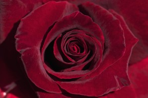 Красные бархатные розы