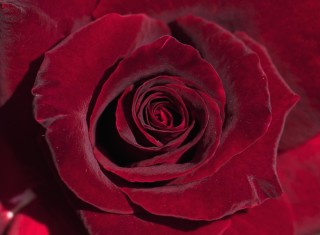 Красные бархатные розы