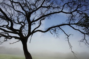 Дерево с длинными ветками