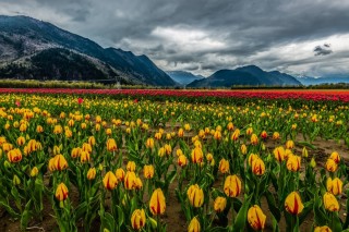 Долина черных тюльпанов