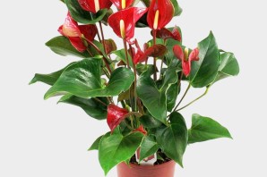 Домашнее растение с красными цветами