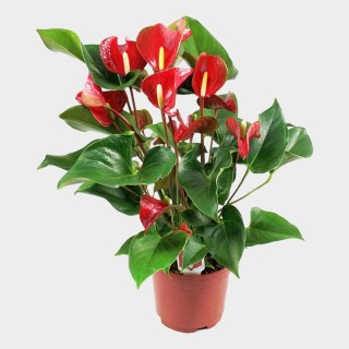 Домашнее растение с красными цветами