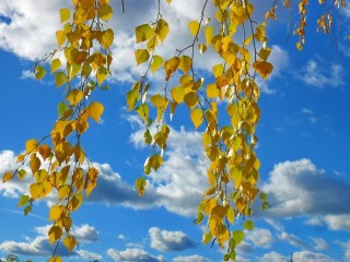 Листья березы поздней осенью