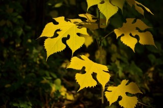 Интересные листья