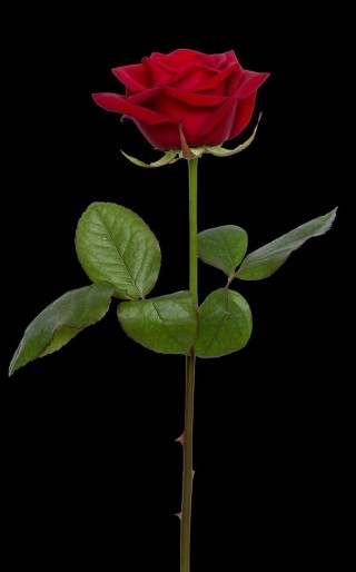Красная роза со стеблем