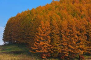 Лиственница дерево осенью