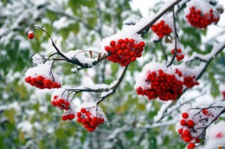 Рябина поздней осенью