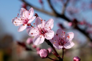 Цветок вишни вблизи