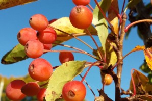 Красные плоды на дереве осенью