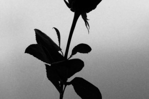 Грустный цветок