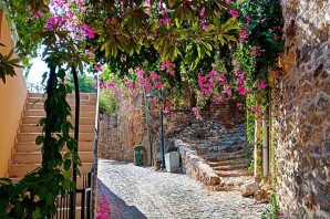 Деревья алании