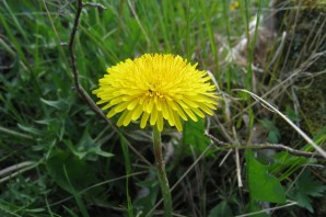 Дикорастущие растения кубани