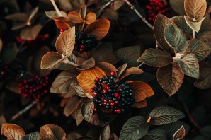 Красные листья с черной ягодой