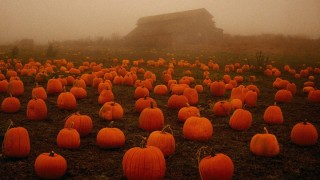 Пейзаж осени с тыквой