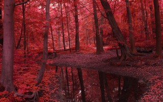 Багряный цвет леса