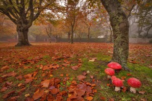 Осенняя полянка в лесу