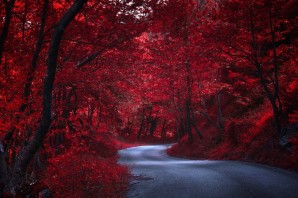 Красный осенний лес