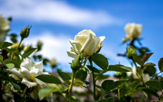 Белые розы на природе
