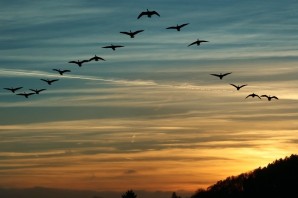 Клин птиц в небе